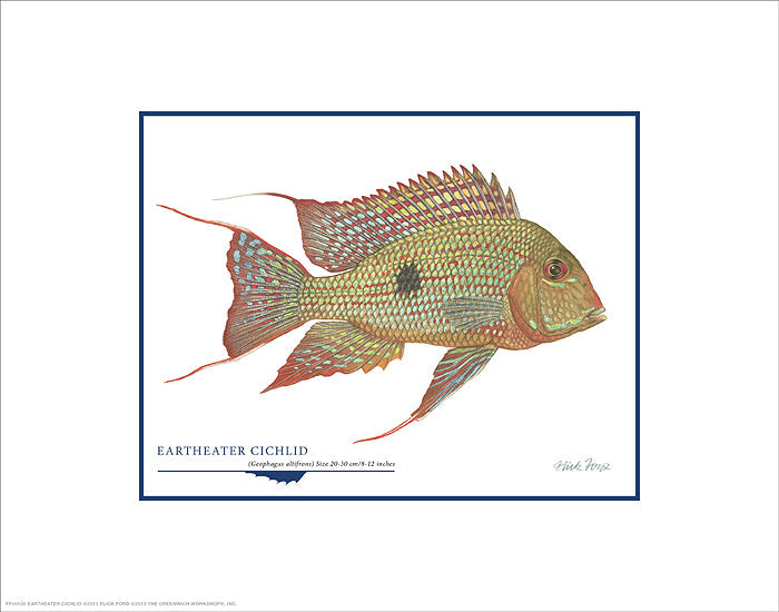 Eartheater Cichlid