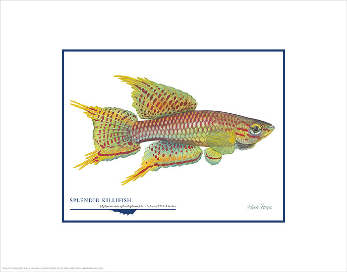 Splendid Killifish