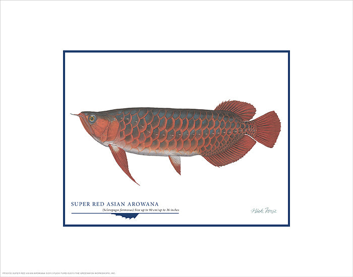 Super Red Asian Arowana