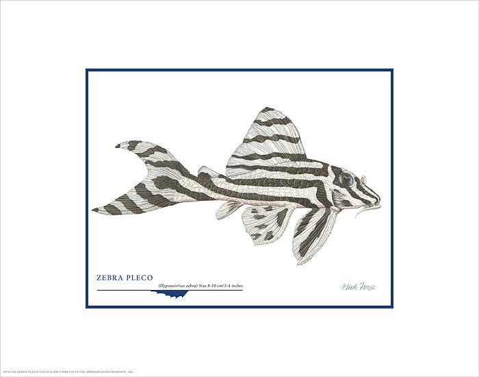 Zebra Pleco