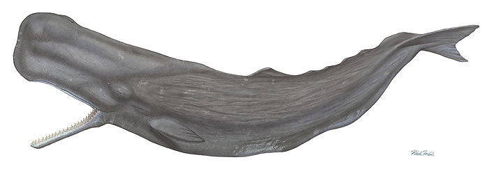 Sperm Whale