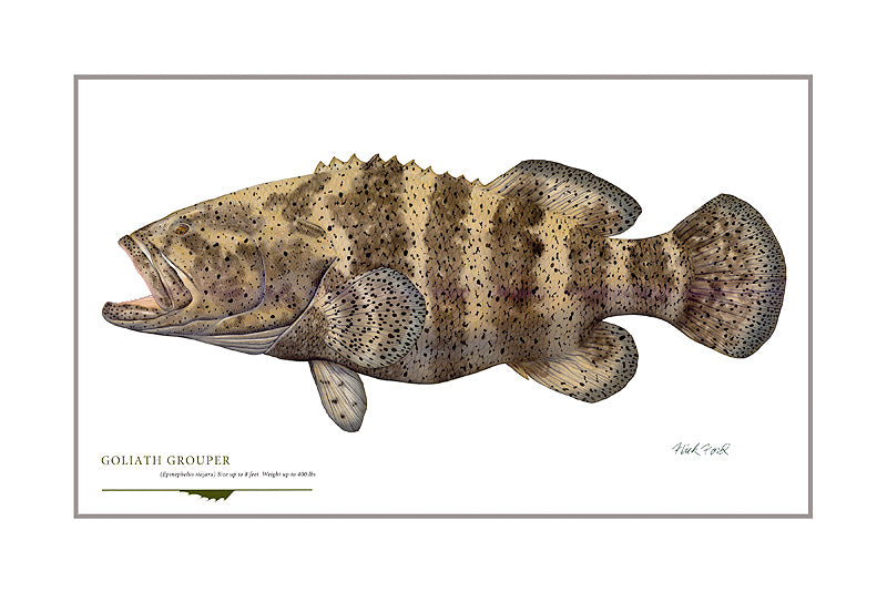 Goliath Grouper