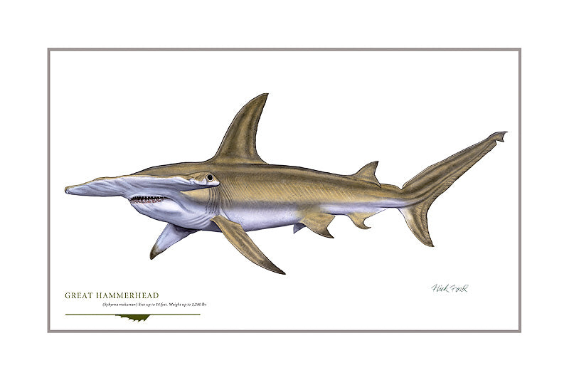 Great Hammerhead
