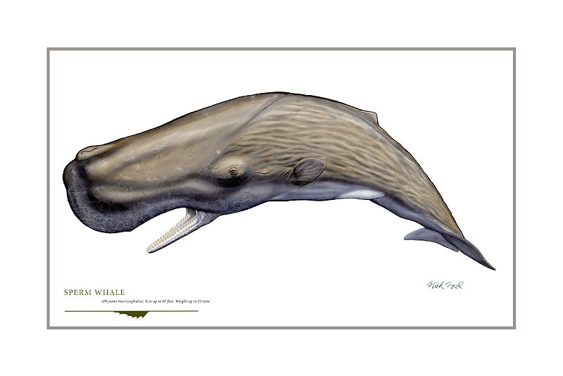 THE SPERM WHALE 5.9 フィン有 スパムホエール THE SPERM WHALE 5.9 フィン有 スパムホエール Sperm Whale | Fab