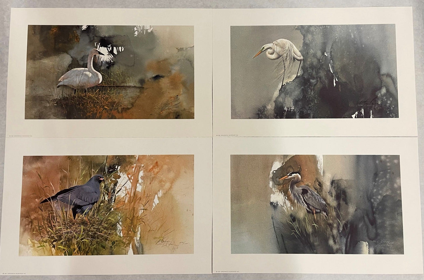 Birds of Fresh Water Marshes