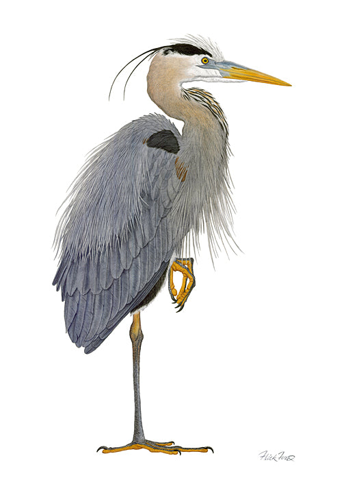 Great Blue Heron