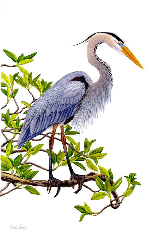 Heron in Mangrove