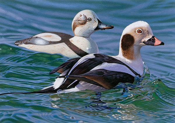 Long-tail Duck with Decoy: 2009 - 2010 Federal Duck Stamp