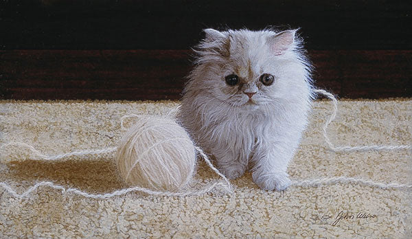 Persian Kitten
