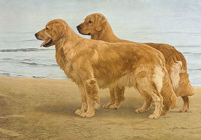 Goldens at The Shore