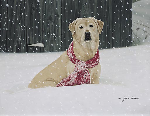 Cold Nose Warm Heart
