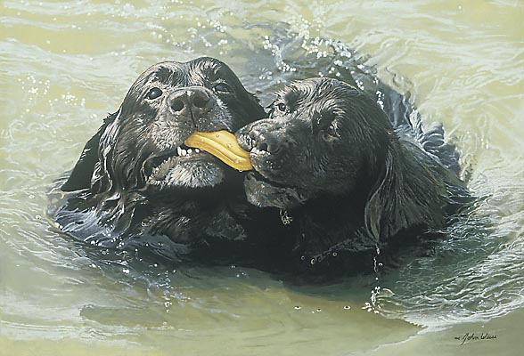Retrievers