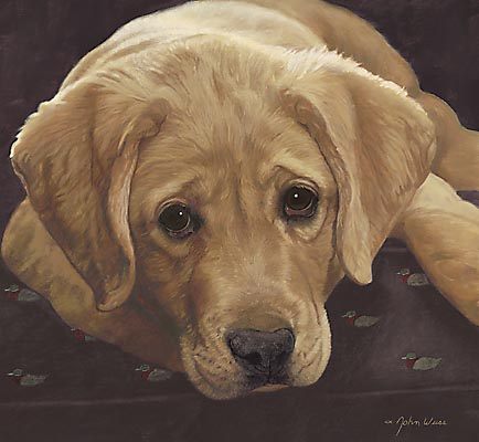 Best Loved Breeds: Yellow Labrador Retriever