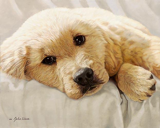 Best Loved Breeds: Golden Retriever
