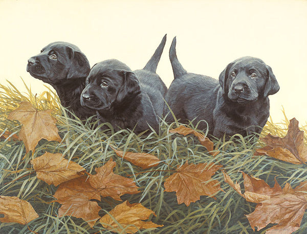 Lab Puppies