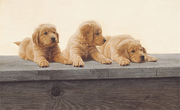 Golden Retriever Puppies