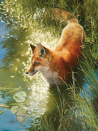 Out Foxed
