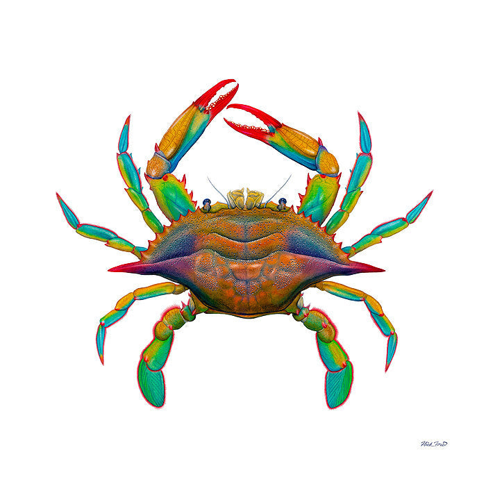 Maryland Blue Crab