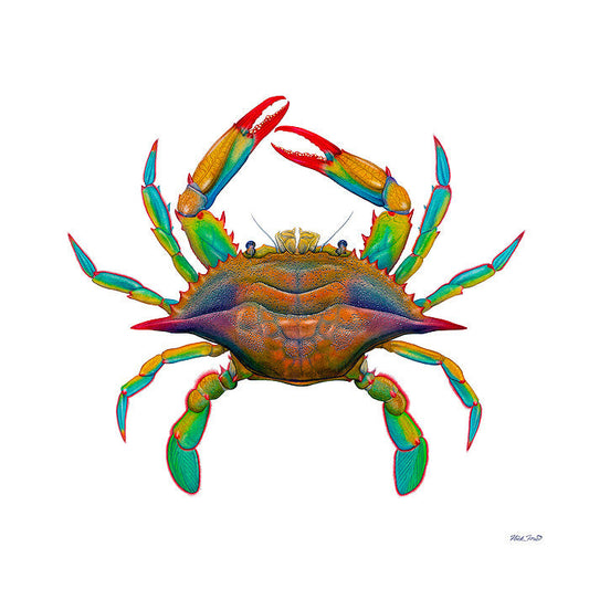 Maryland Blue Crab