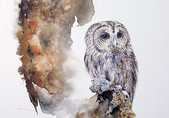 Tawny