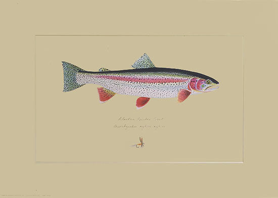 Alaskan Rainbow Trout