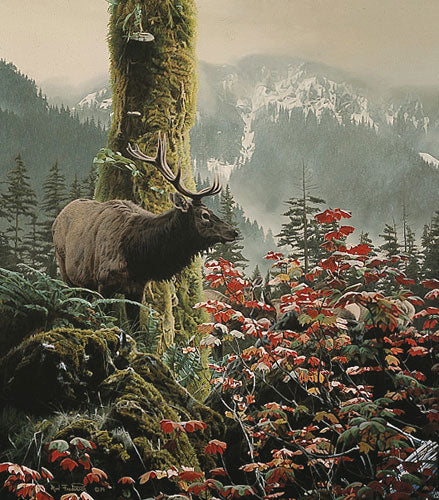 HIGH COUNTRY HAREM