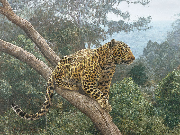 The Solitary Hunter