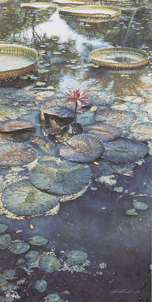 Water Lilies in Bloom