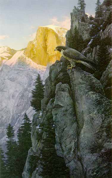 Return of The Falcon