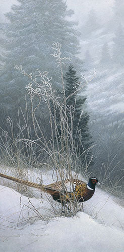Color in The Snow