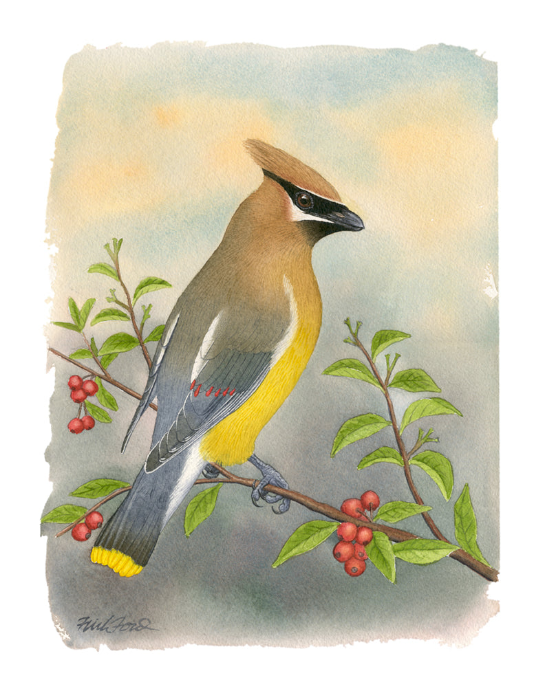 Cedar Waxing