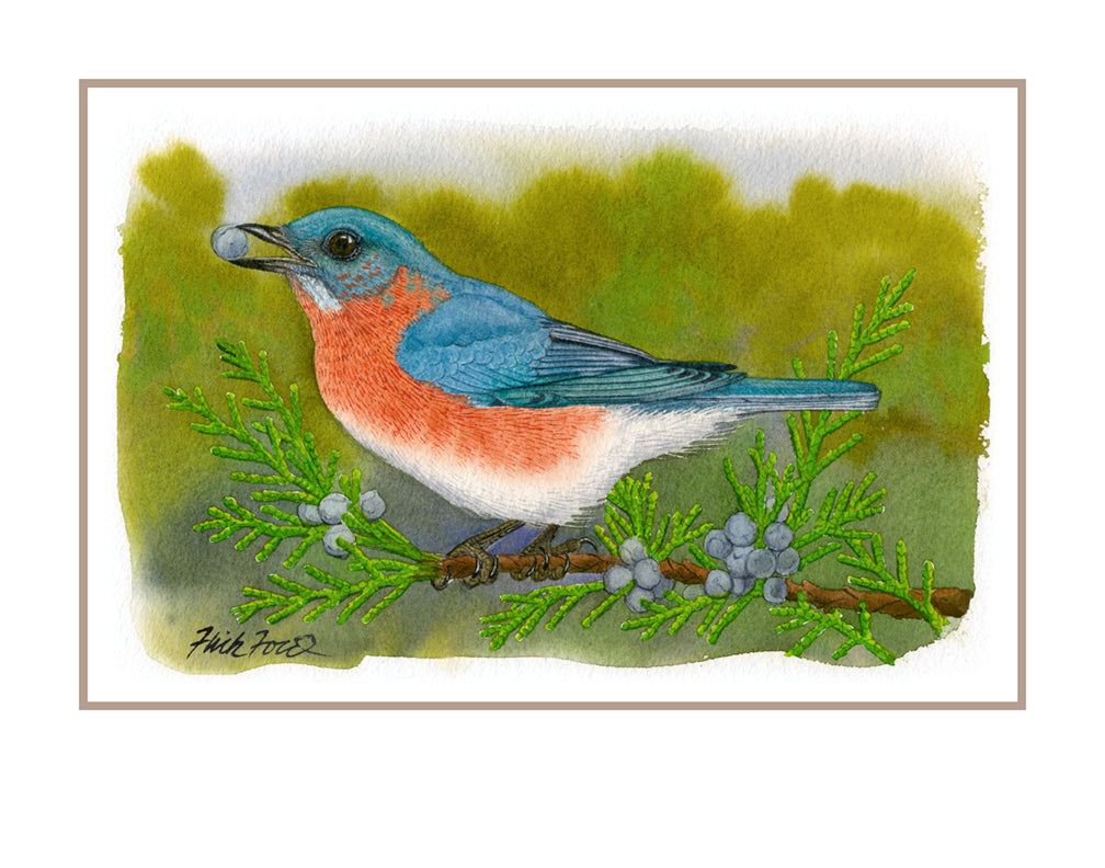 Eastern Bluebird