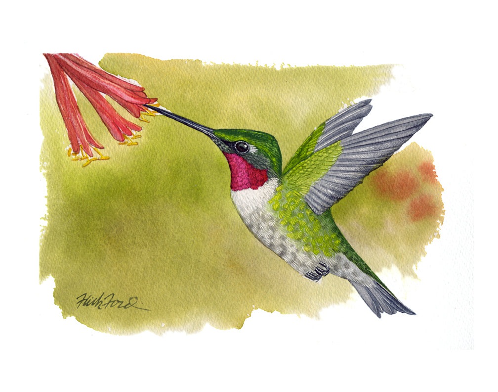 Hummingbird