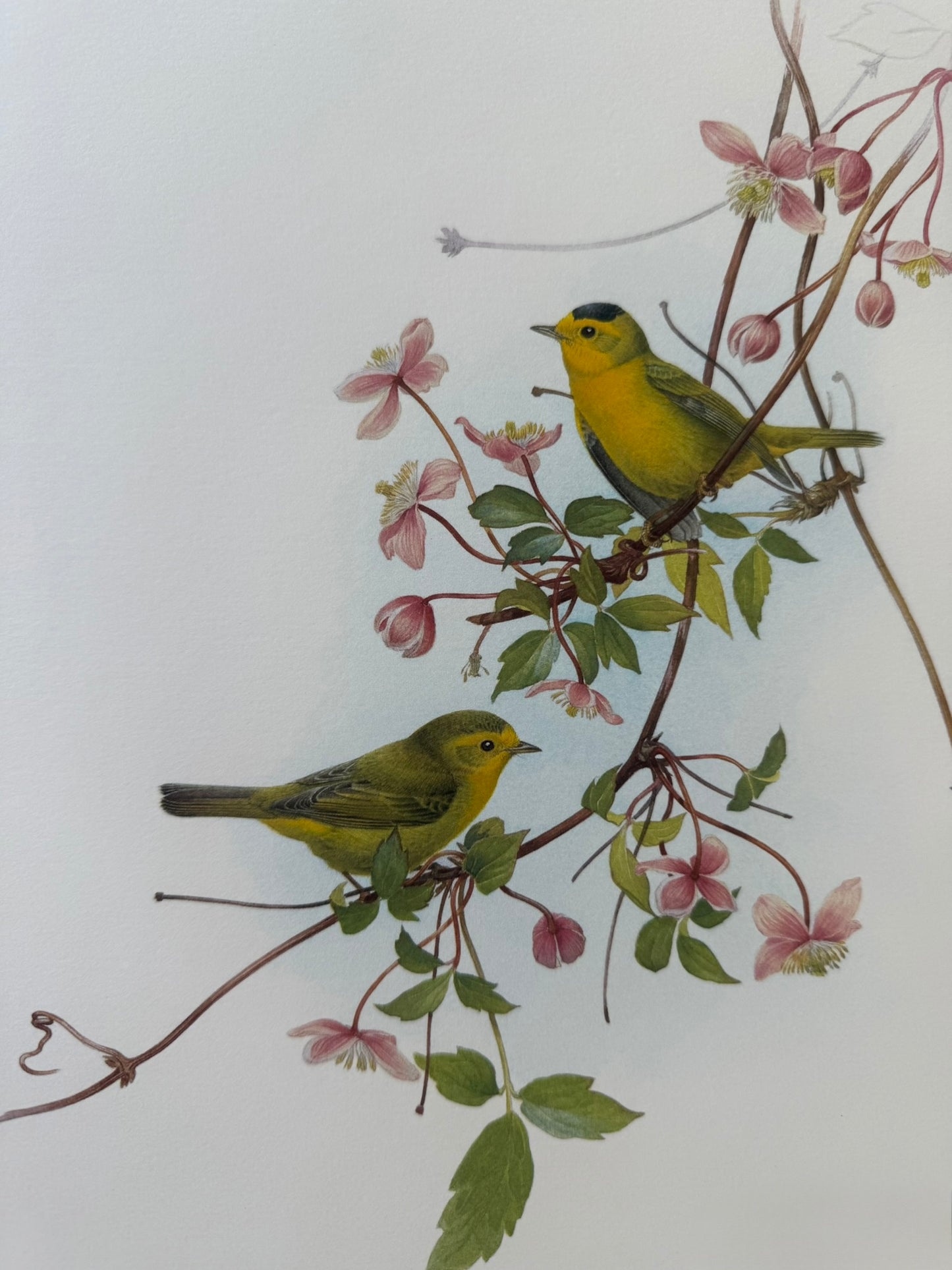 Wilson's Warbler