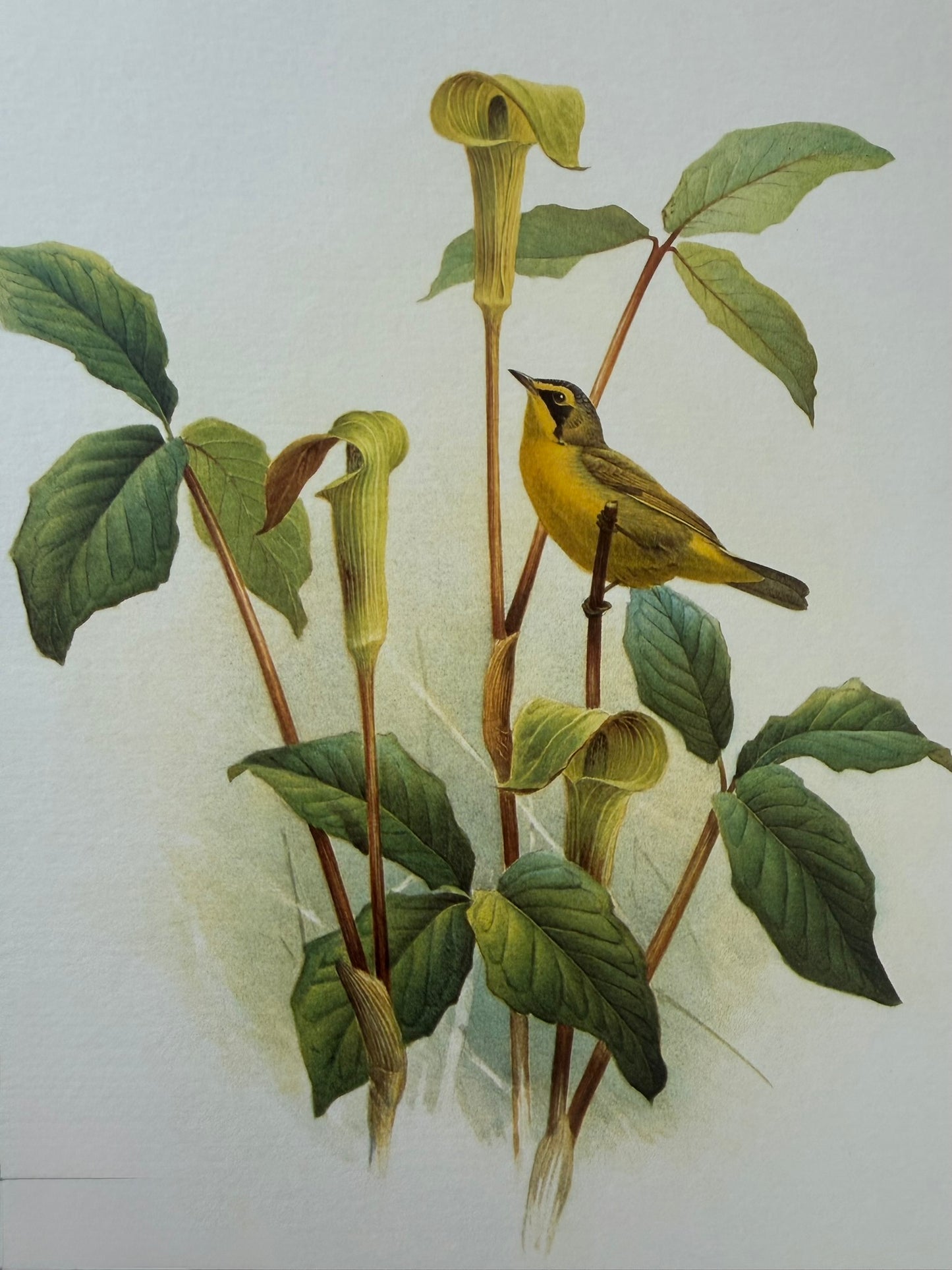 Kentucky Warbler
