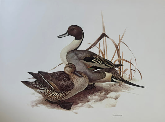 Pintail Ducks