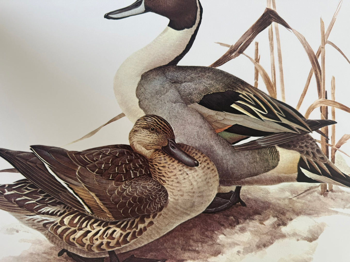 Pintail Ducks