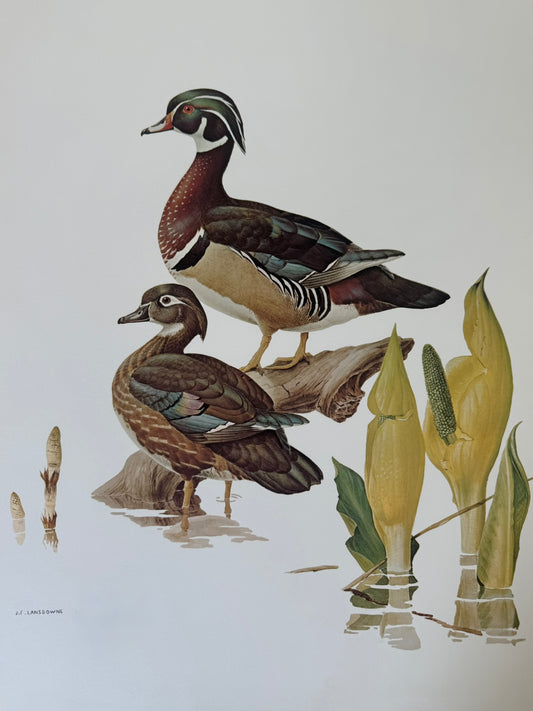 Wood Ducks