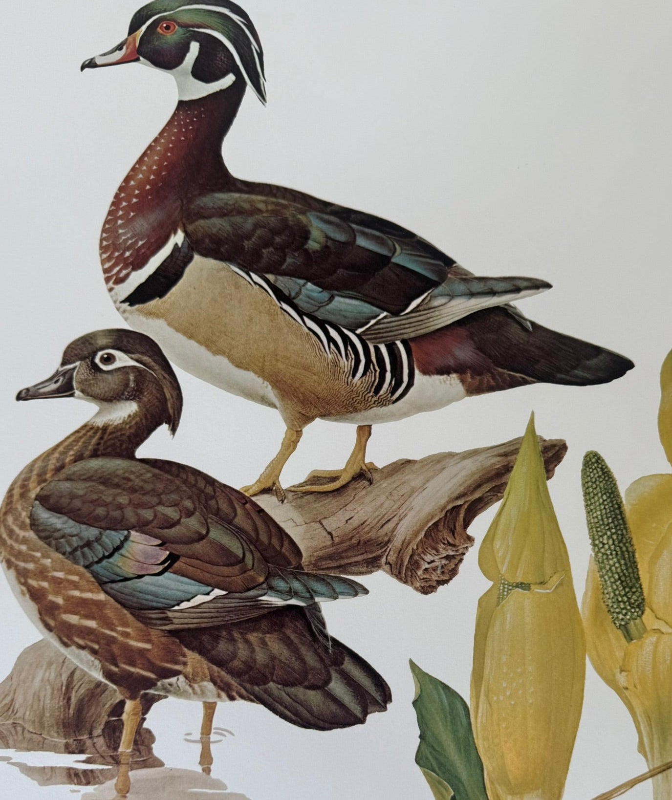 Wood Ducks