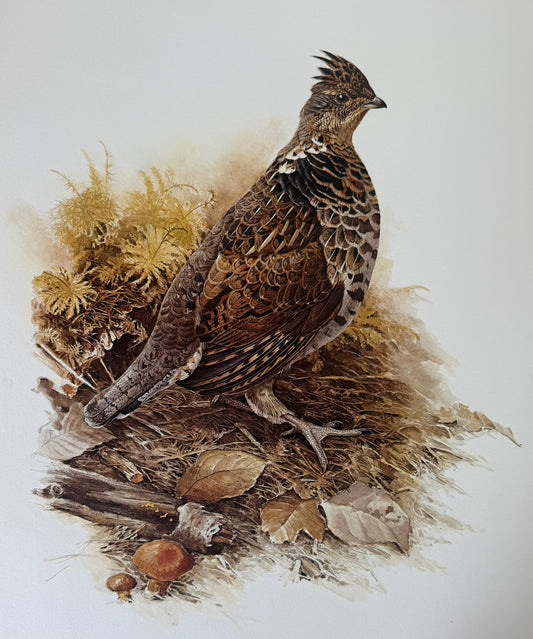Ruffed Grouse