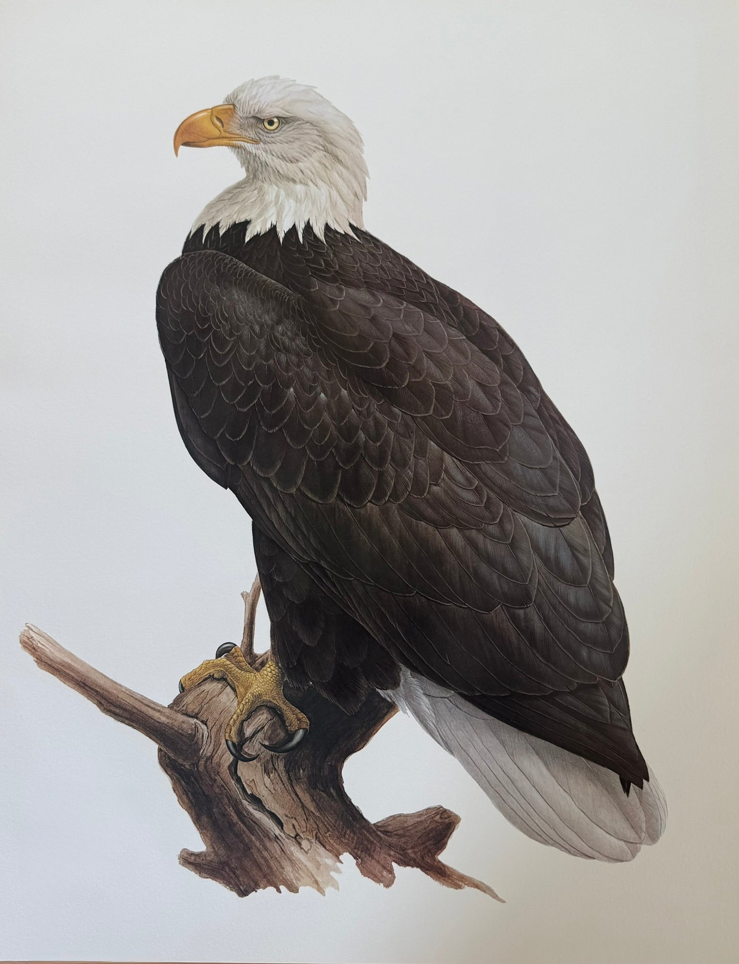 Bald Eagle