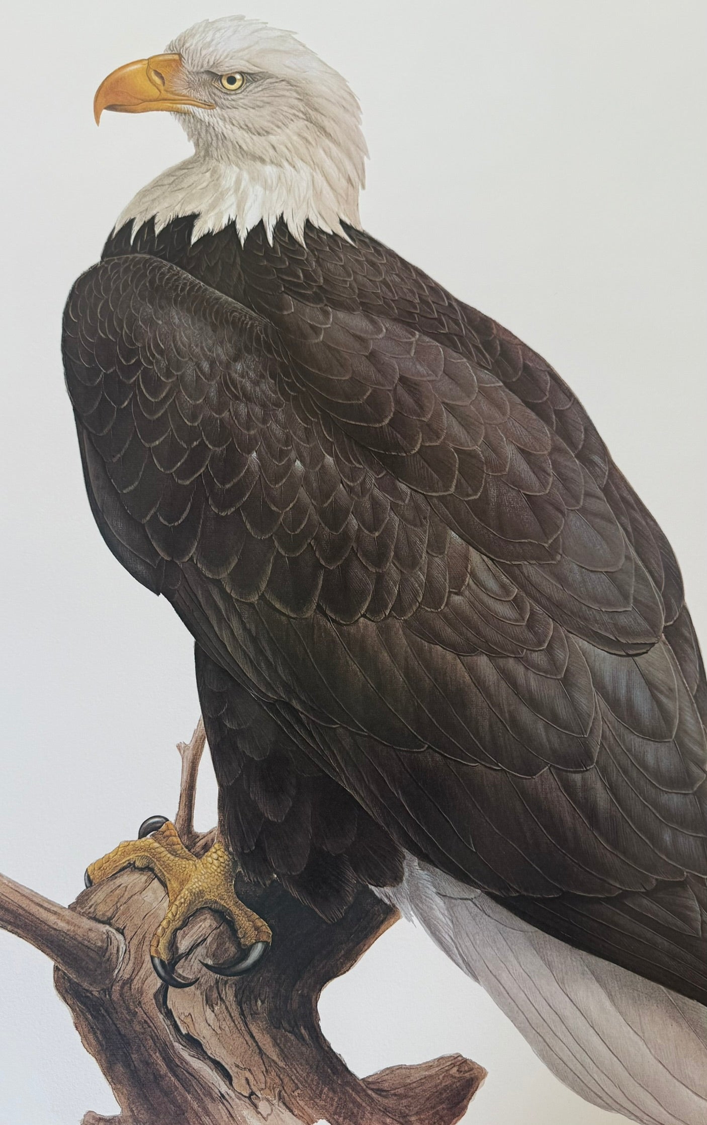 Bald Eagle
