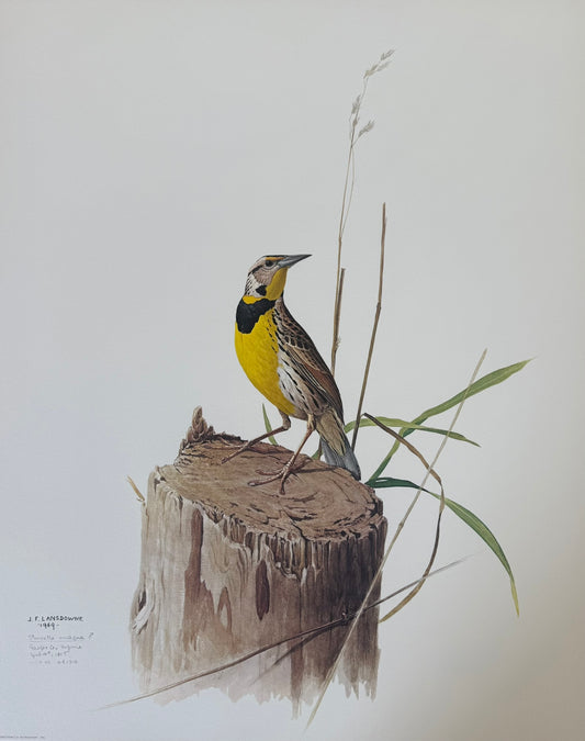 Eastern Meadowback