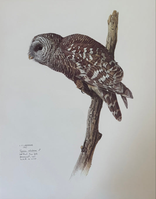 Illustration of an owl perched on a branch with a plain background