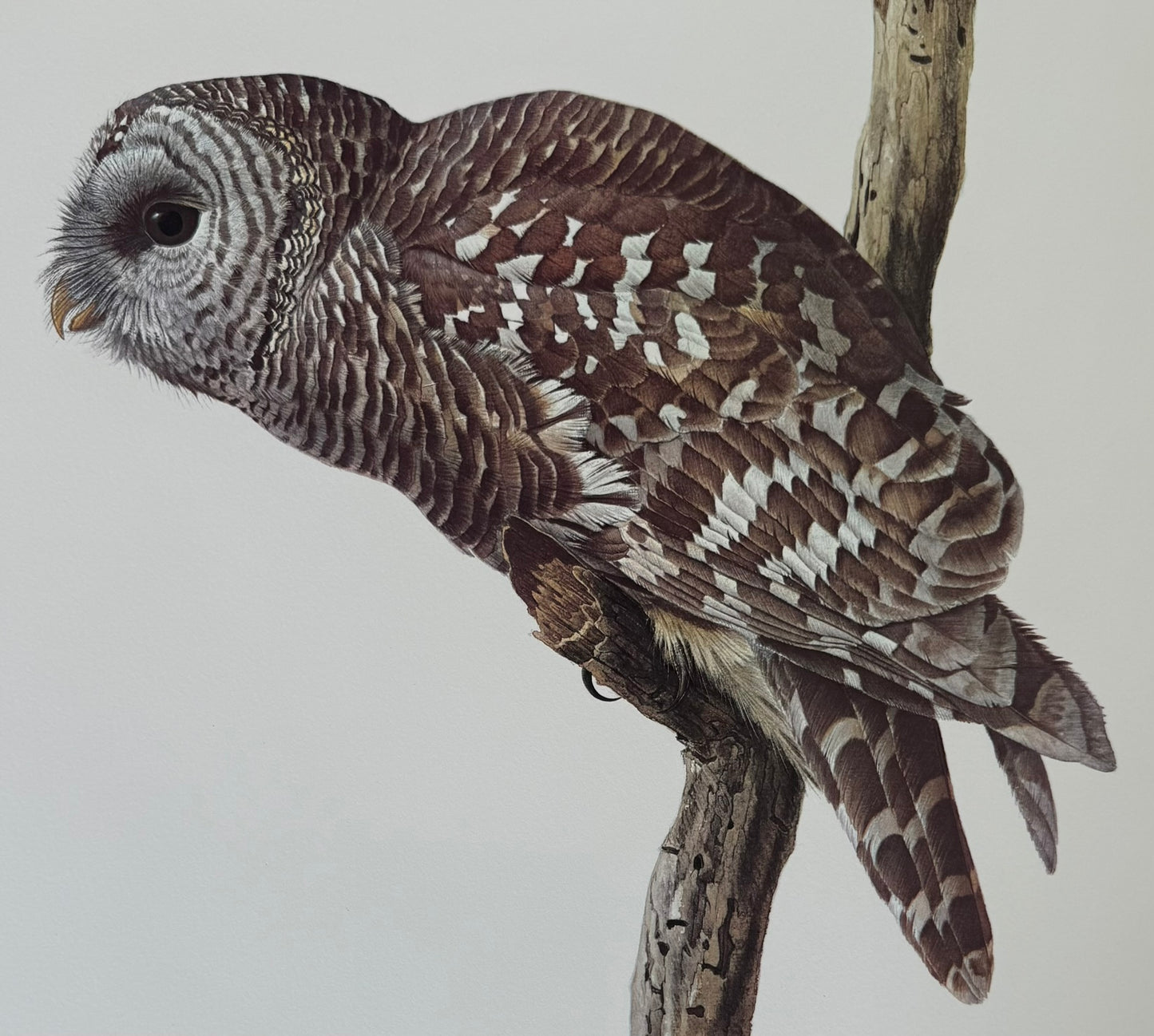 Barred Owl