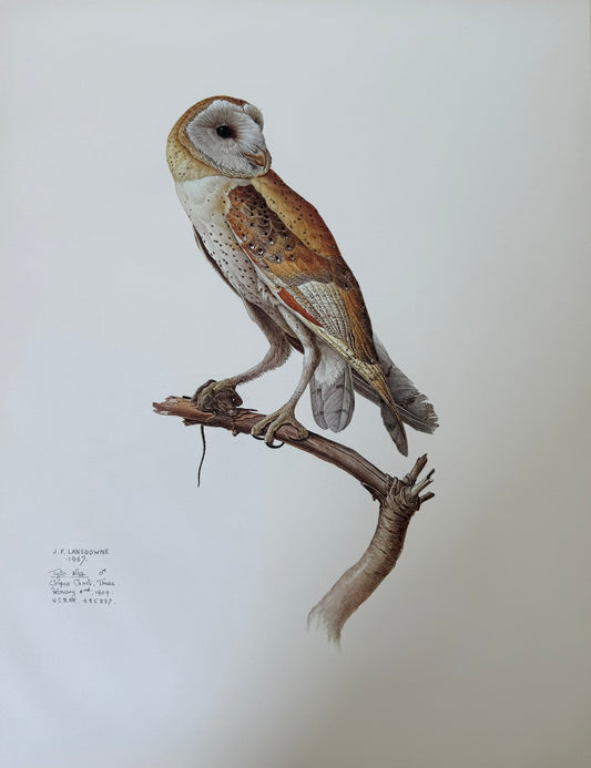 Barn Owl