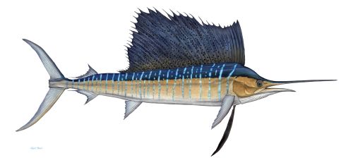 Atlantic Sailfish
