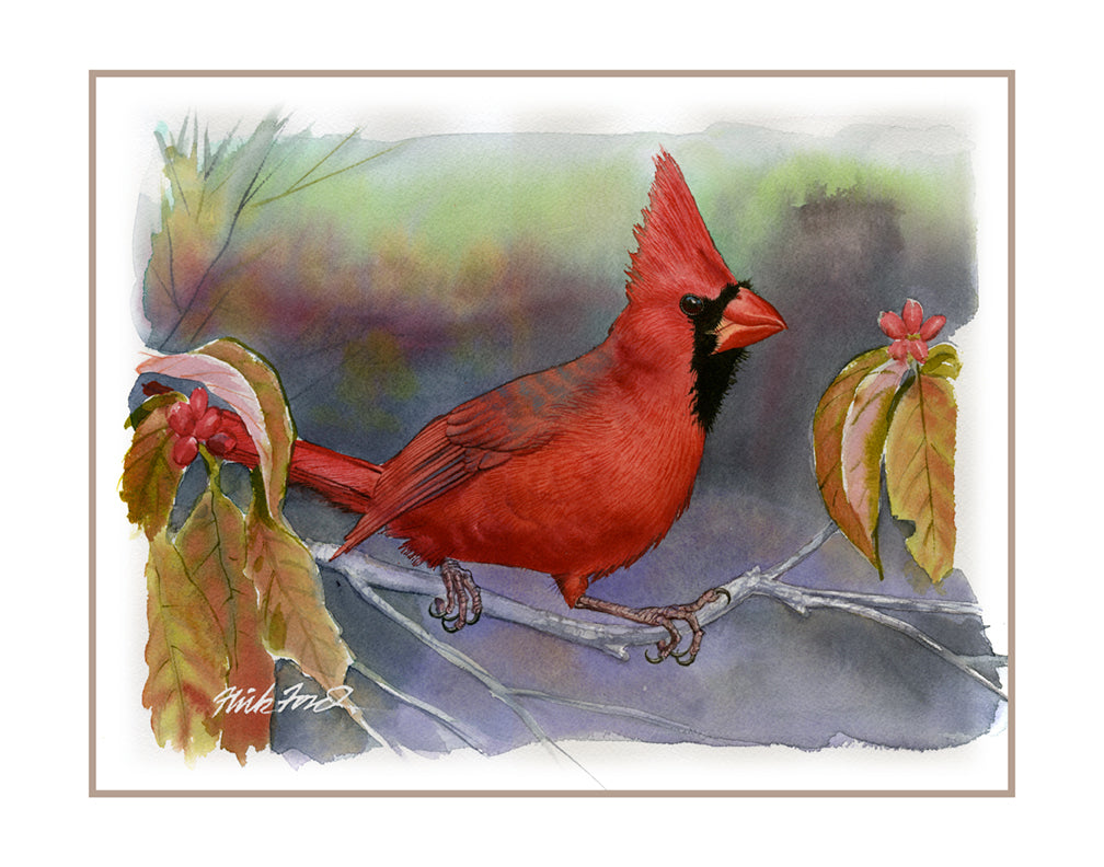 Northern Cardinal