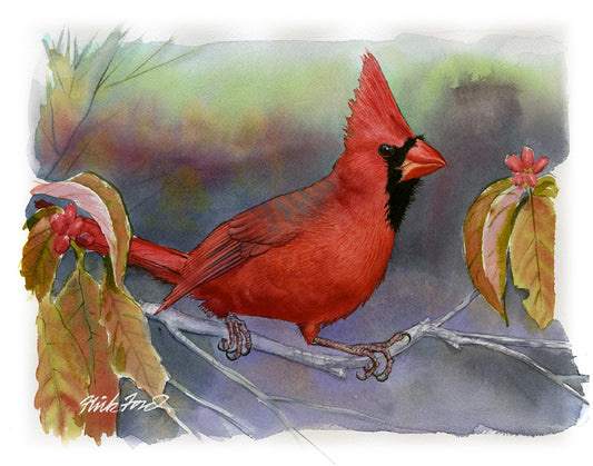 Northern Cardinal