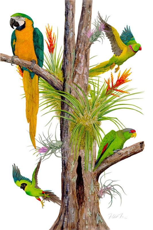 Parrots & Bromelia